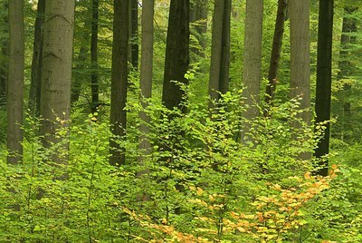 BUITEN BEELD Foto: 179008