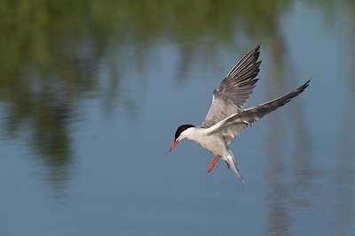 BUITEN BEELD Foto: 179048