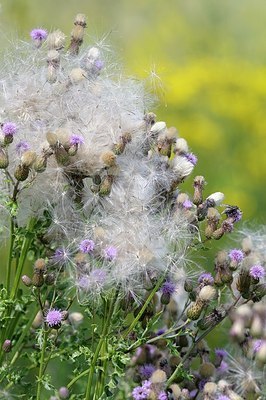 BUITEN BEELD Foto: 179055