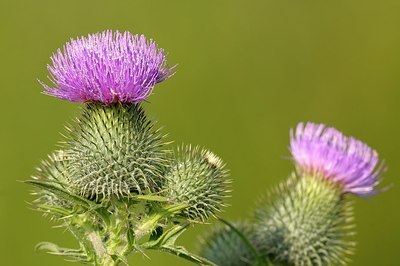 BUITEN BEELD Foto: 179079