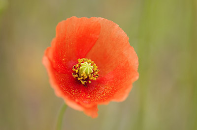 BUITEN BEELD Foto: 179094