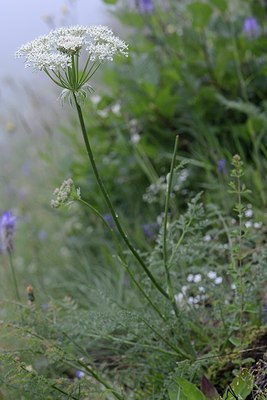 BUITEN BEELD Foto: 179096