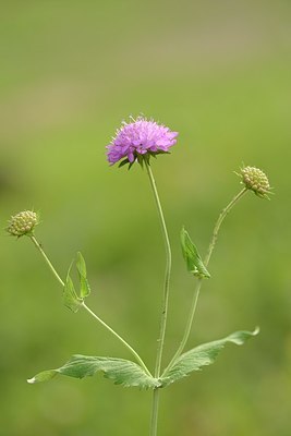 BUITEN BEELD Foto: 179103