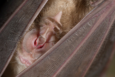 BUITEN BEELD Foto: 179140