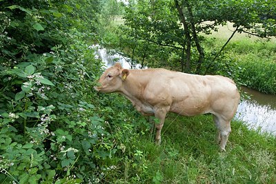 BUITEN BEELD Foto: 179183