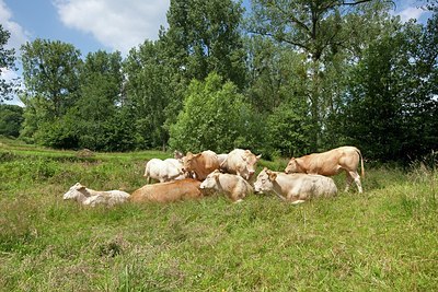 BUITEN BEELD Foto: 179186