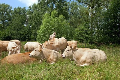 BUITEN BEELD Foto: 179187