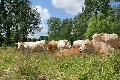BUITEN BEELD Foto: 179188