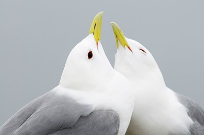 BUITEN BEELD Foto: 179202