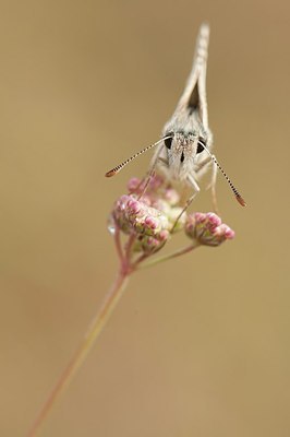 BUITEN BEELD Foto: 179223