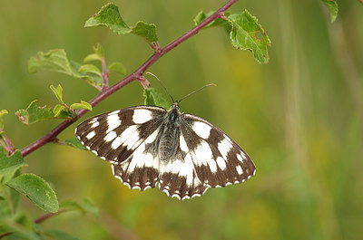 BUITEN BEELD Foto: 179225