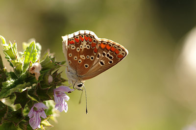 BUITEN BEELD Foto: 179231