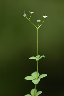 BUITEN BEELD Foto: 179257