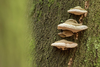 BUITEN BEELD Foto: 179270