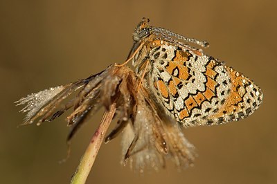 BUITEN BEELD Foto: 179282