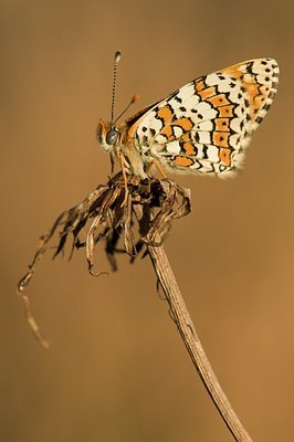 BUITEN BEELD Foto: 179284