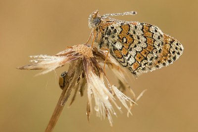 BUITEN BEELD Foto: 179285