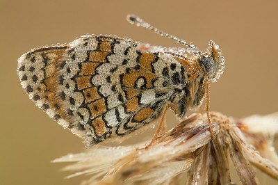 BUITEN BEELD Foto: 179286