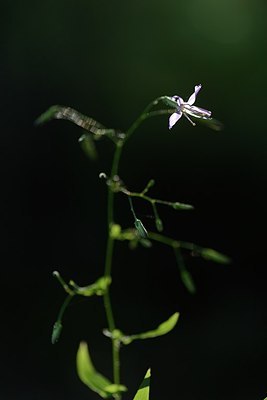 BUITEN BEELD Foto: 179331