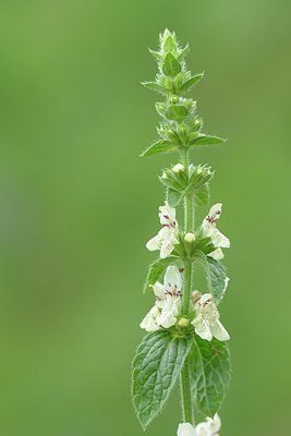 BUITEN BEELD Foto: 179339