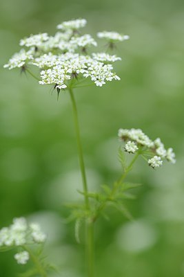 BUITEN BEELD Foto: 179393