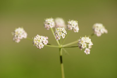 BUITEN BEELD Foto: 179441