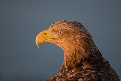 BUITEN BEELD Foto: 179456