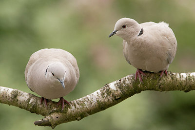 BUITEN BEELD Foto: 179473