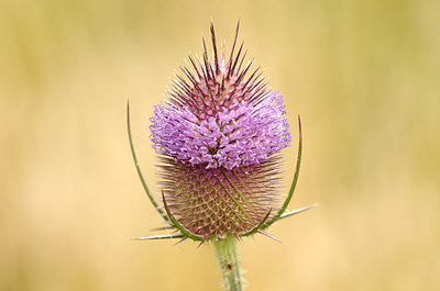 BUITEN BEELD Foto: 179476