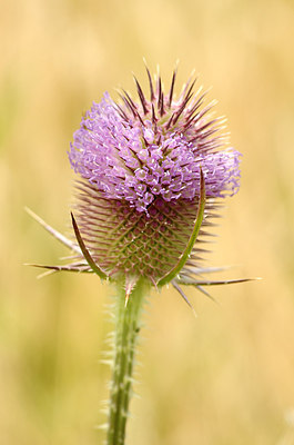 BUITEN BEELD Foto: 179477