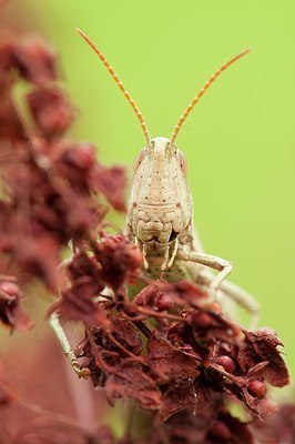 BUITEN BEELD Foto: 179489