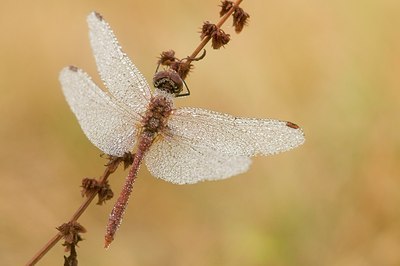 BUITEN BEELD Foto: 179501