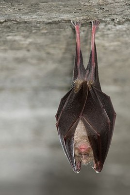 BUITEN BEELD Foto: 179534