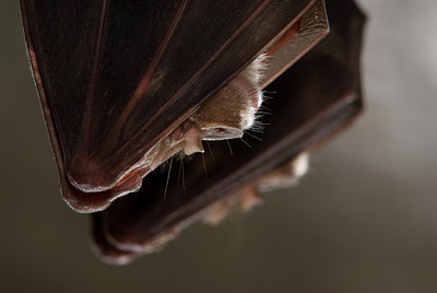 BUITEN BEELD Foto: 179549
