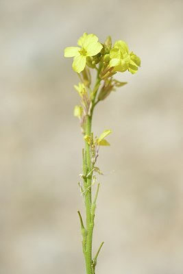 BUITEN BEELD Foto: 179587