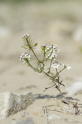 BUITEN BEELD Foto: 179590