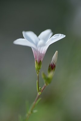 BUITEN BEELD Foto: 179597