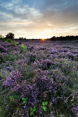 BUITEN BEELD Foto: 179602