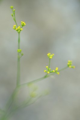 BUITEN BEELD Foto: 179615