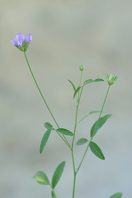 BUITEN BEELD Foto: 179622