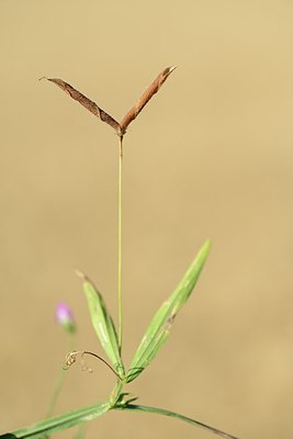 BUITEN BEELD Foto: 179627