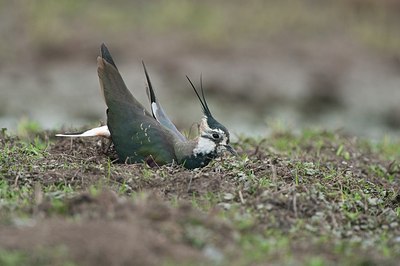 BUITEN BEELD Foto: 179630