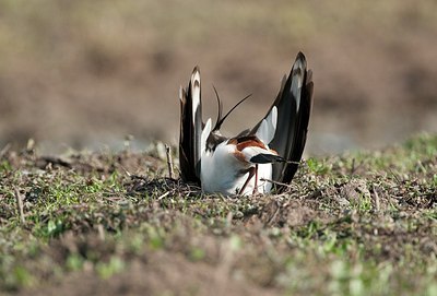 BUITEN BEELD Foto: 179631