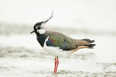 BUITEN BEELD Foto: 179634