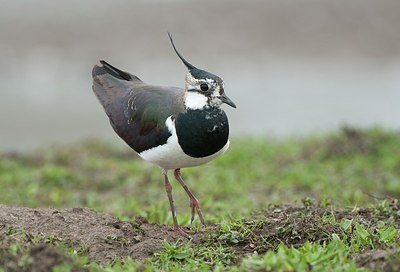 BUITEN BEELD Foto: 179635