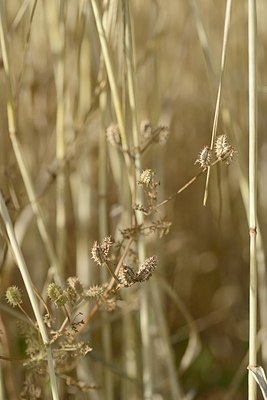 BUITEN BEELD Foto: 179636