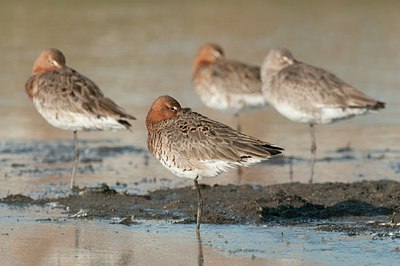 BUITEN BEELD Foto: 179671