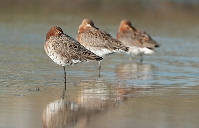 BUITEN BEELD Foto: 179676