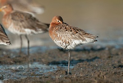 BUITEN BEELD Foto: 179677