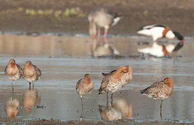 BUITEN BEELD Foto: 179684